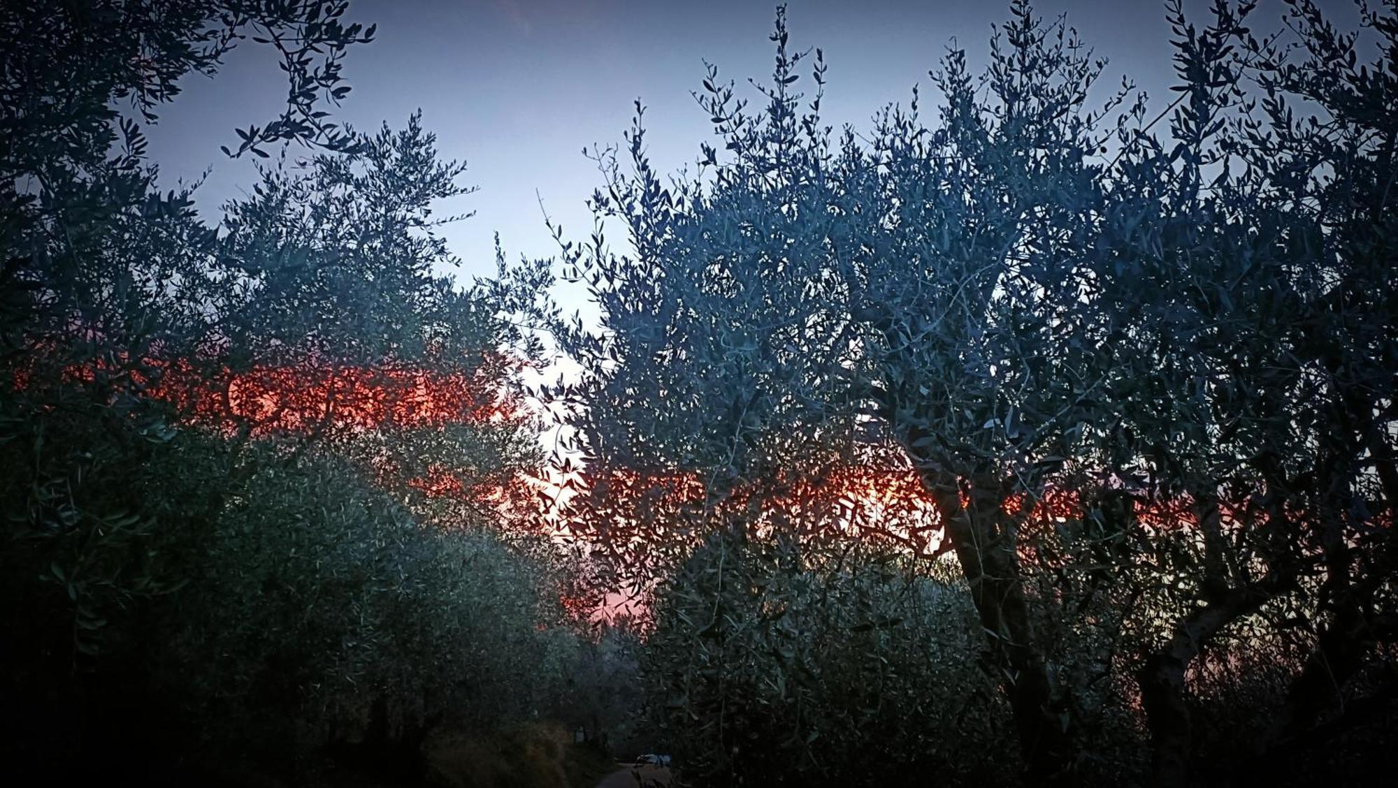 Agriturismo Monaci Templari Seborga Bagian luar foto