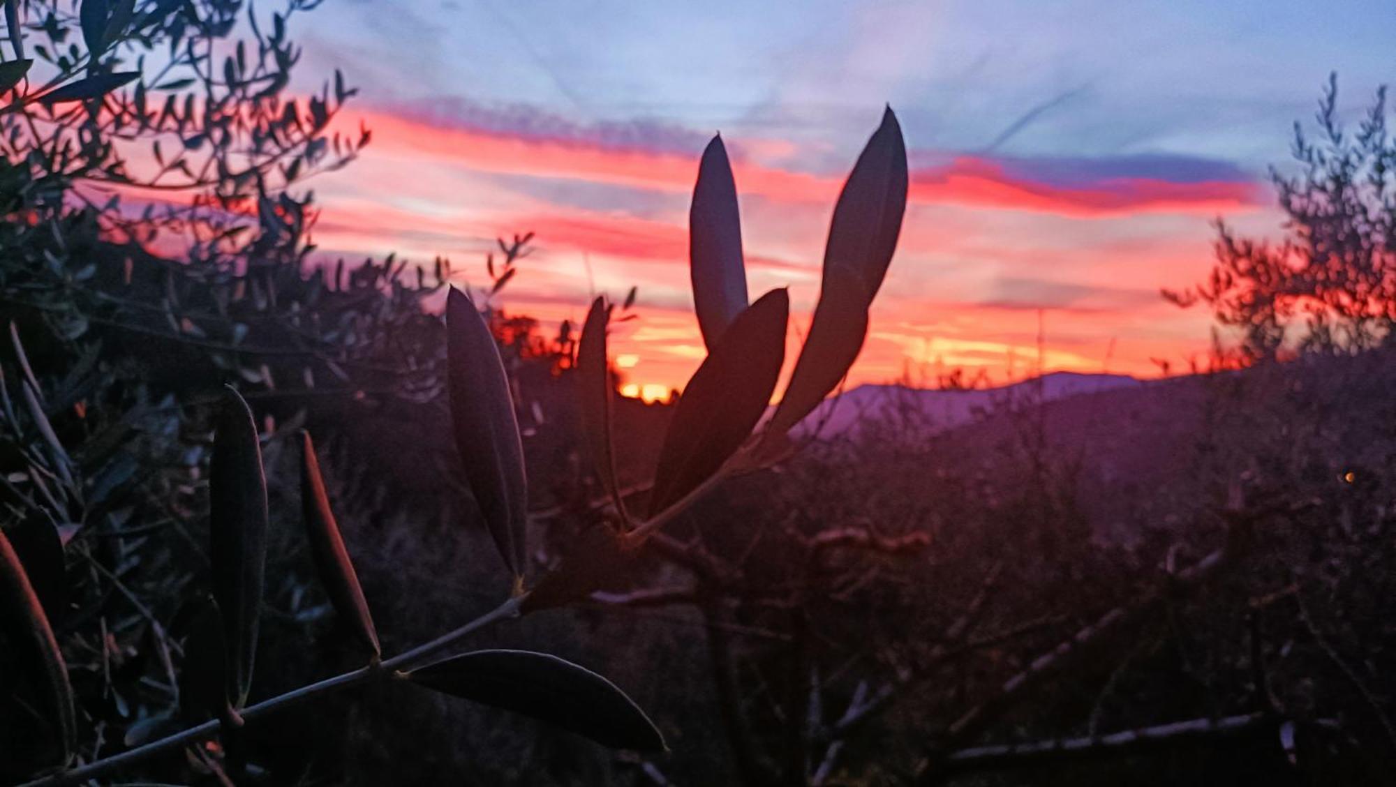 Agriturismo Monaci Templari Seborga Bagian luar foto